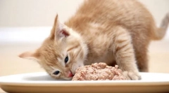 Як і що годувати кішку